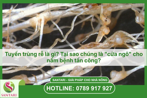 Tuyến trùng rễ là gì? Tại sao chúng là "cửa ngõ" cho nấm bệnh tấn công?