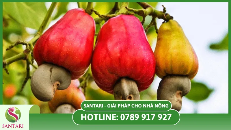 Bệnh thối quả điều 