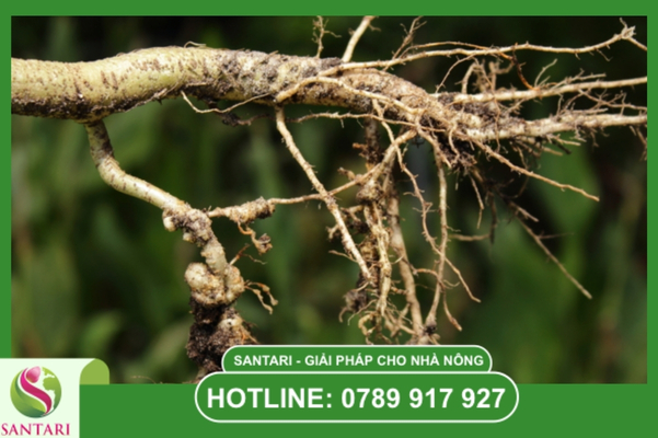 Dấu hiệu nhận biết đặc trưng trên vườn cây
