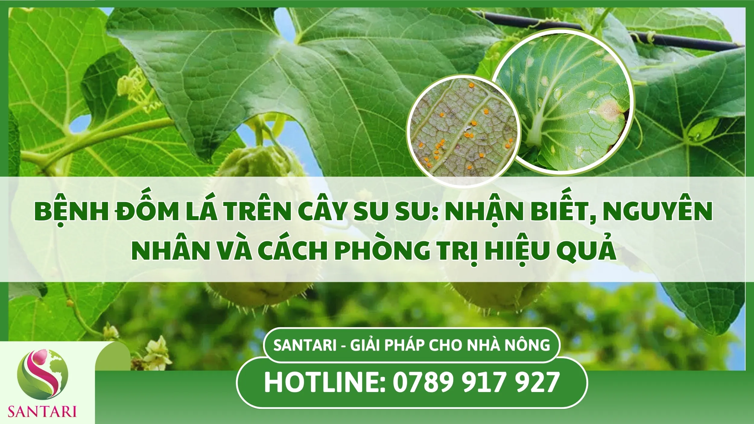 Bệnh Đốm Lá Trên Cây Su Su: Nhận Biết, Nguyên Nhân Và Cách Phòng Trị Hiệu Quả