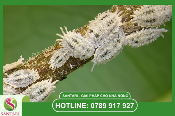 Mối nguy hại từ rệp sáp và nấm bồ hóng trên bưởi da xanh