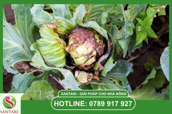 Giải pháp phòng trừ chiến lược từ hệ thống Santari
