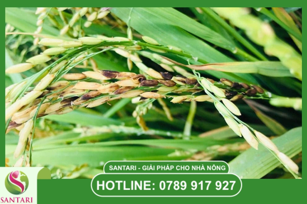  FAQ – câu hỏi thường gặp về lem lép hạt