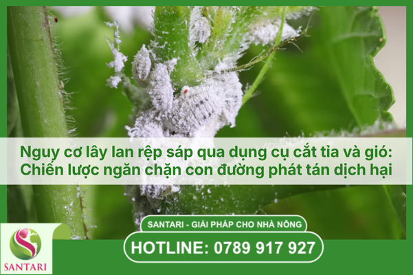 Nguy cơ lây lan rệp sáp qua dụng cụ cắt tỉa và gió