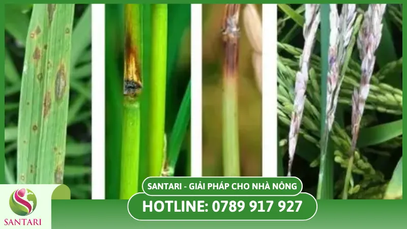 Tác hại của bệnh khô cổ bông trên cây lúa