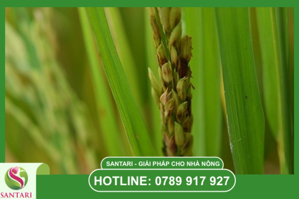 Lem lép hạt là gì? Hiểm họa sụt giảm năng suất trực tiếp