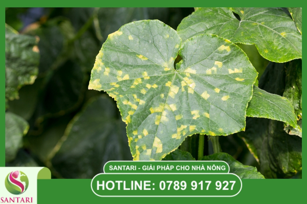 Bệnh sương mai (Late Blight / Downy Mildew)