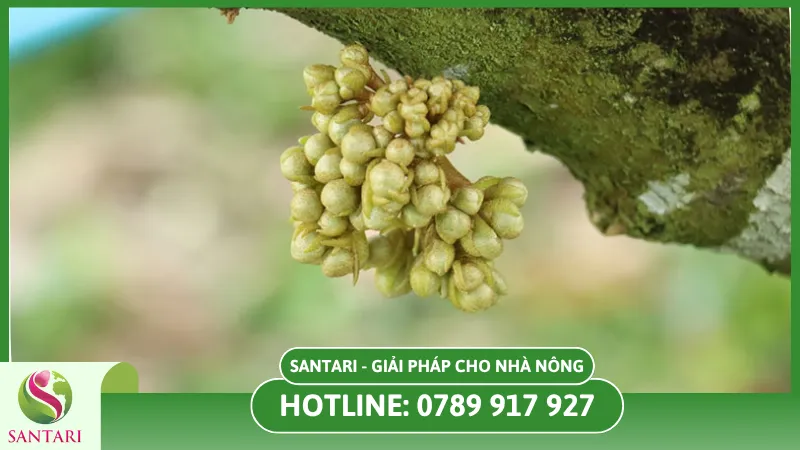 Chế độ dinh dưỡng cho sầu riêng ra hoa