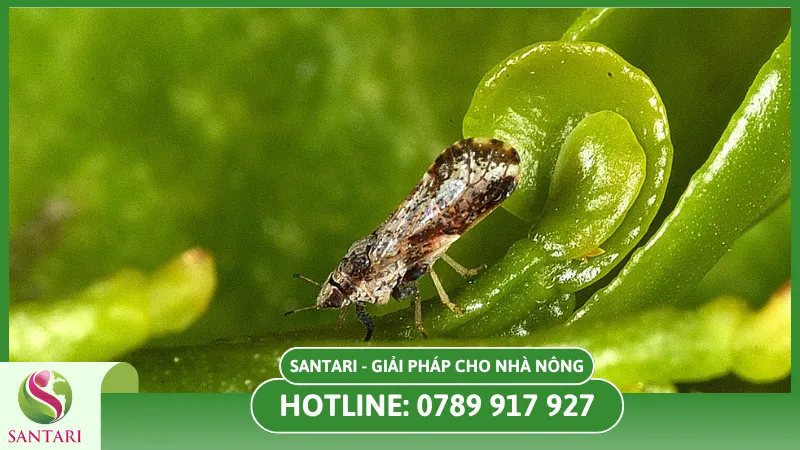 Các côn trùng hại cây trồng
