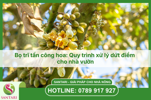 Bọ trĩ tấn công hoa: Quy trình xử lý dứt điểm cho nhà vườn