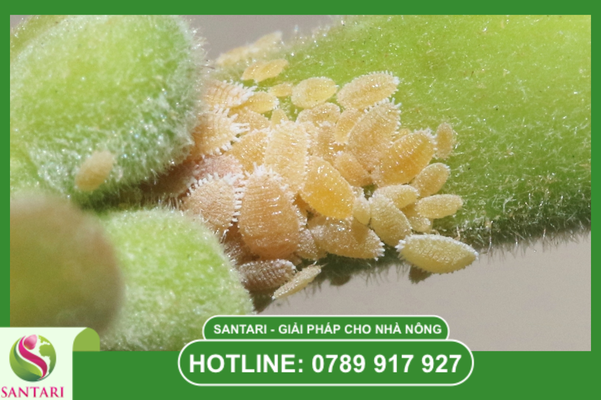 Giải mã hồ sơ "Kẻ trốn tìm" – Tập tính rệp sáp