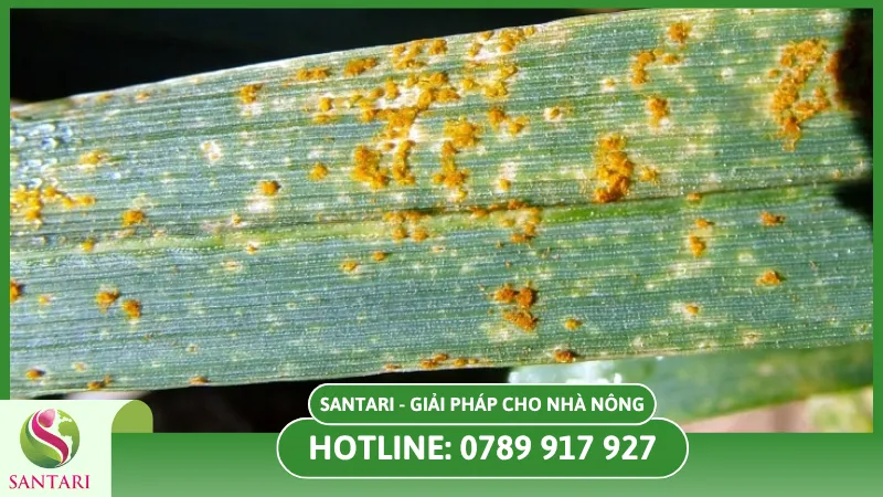 nguyên nhân gây bệnh rỉ sắt trên cây lúa