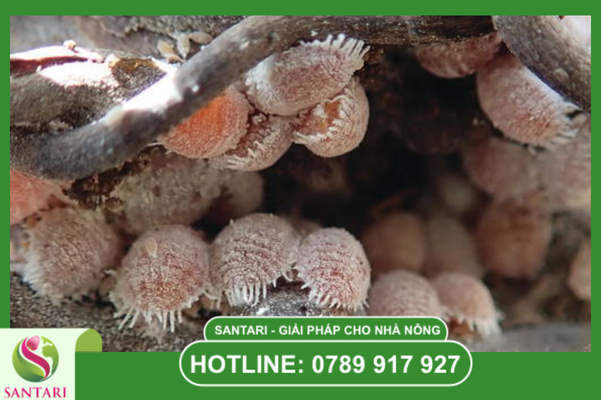 Hiểm họa ngầm: Rệp sáp rễ và "đội quân xe ôm" từ kiến