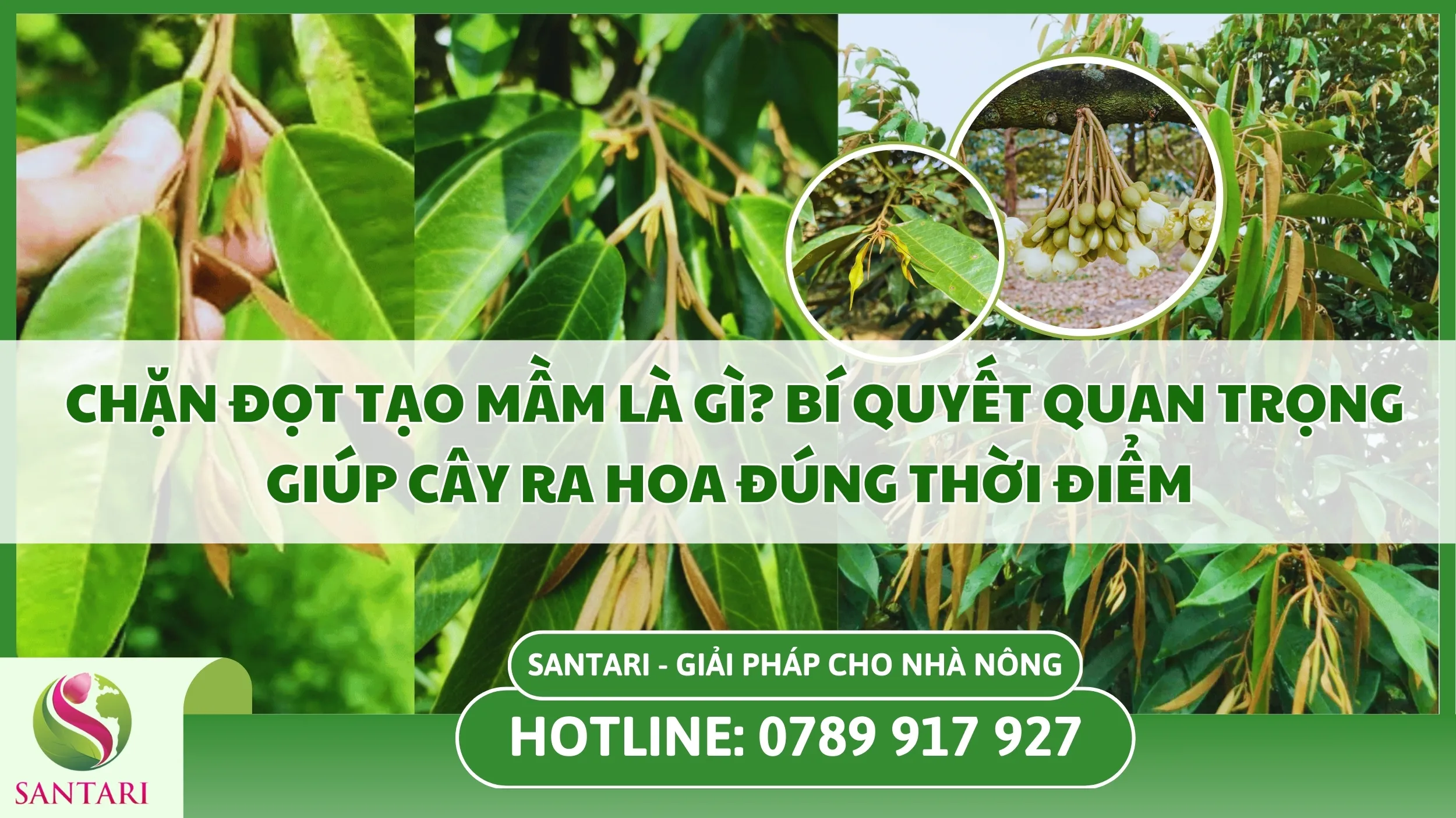 Chặn Đọt Tạo Mầm Là Gì? Bí Quyết Quan Trọng Giúp Cây Ra Hoa Đúng Thời Điểm