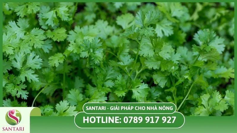 Các loại rau dễ trồng mùa hè