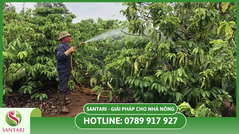 Quản lý nước cho cây hồ tiêu