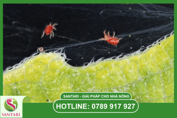 Câu hỏi thường gặp 