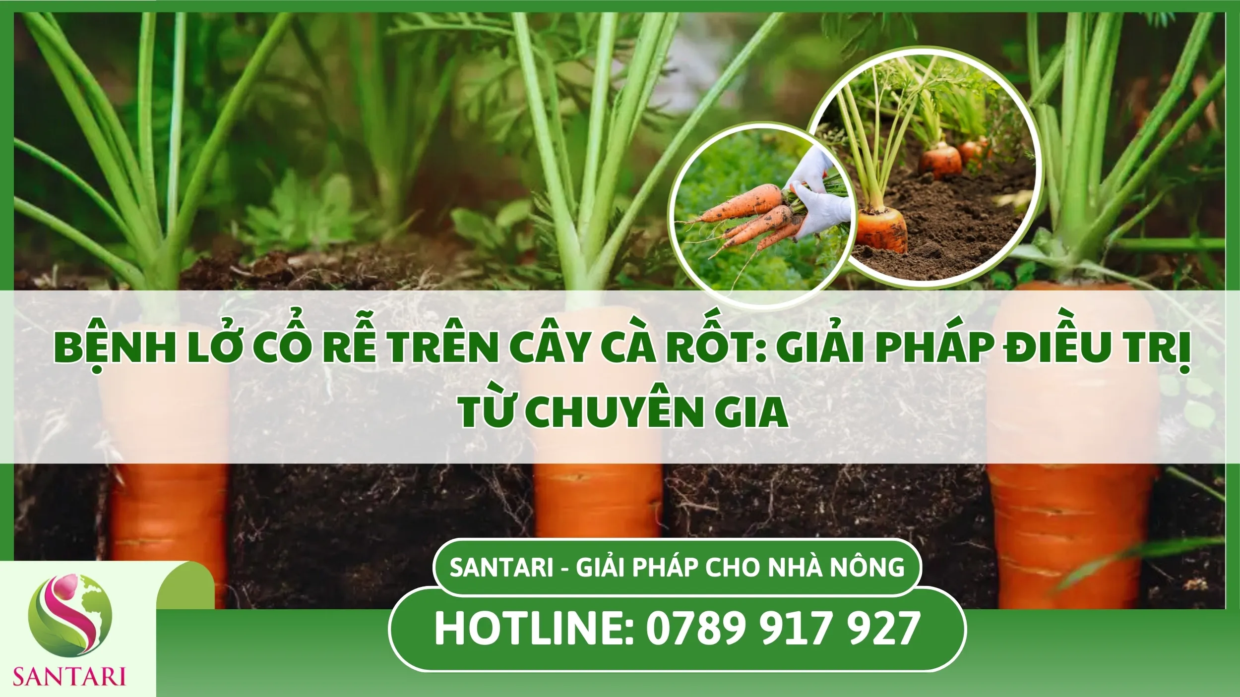 Bệnh Lở Cổ Rễ Trên Cây Cà Rốt: Giải Pháp Điều Trị Từ Chuyên Gia