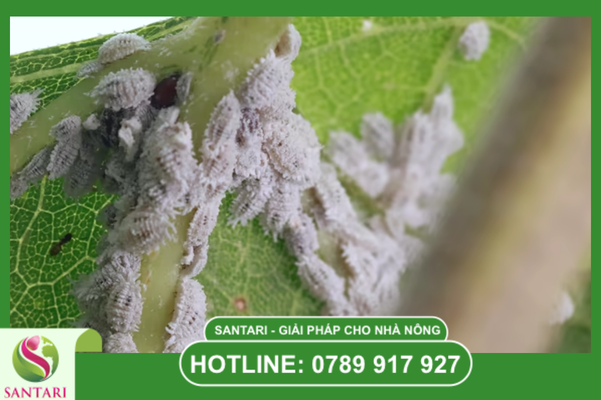 Câu hỏi thường gặp