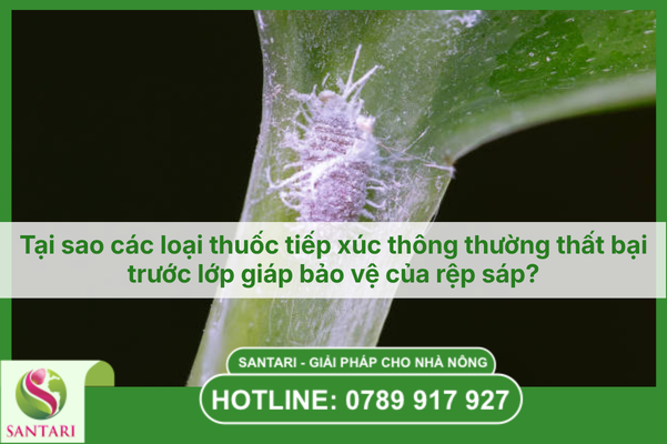 Tại sao các loại thuốc tiếp xúc thông thường thất bại trước lớp giáp bảo vệ của rệp sáp?