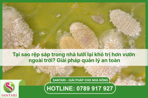 Tại sao rệp sáp trong nhà lưới lại khó trị hơn vườn ngoài trời? Giải pháp quản lý an toàn