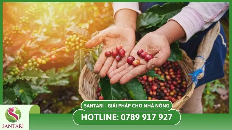 Hạt cà phê không đồng đều ảnh hưởng xuất khẩu