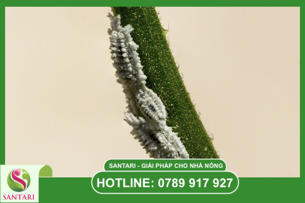 Các loài rệp sáp phổ biến gây hại trên cây ăn trái