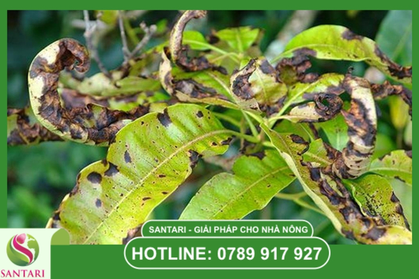 FAQ – Câu hỏi thường gặp về thán thư xoài