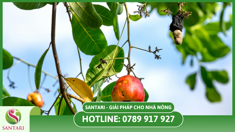 Triệu chứng bệnh thối quả điều