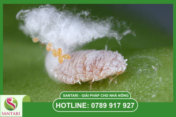 Rào cản vật lý và hiện tượng "miễn dịch giả"