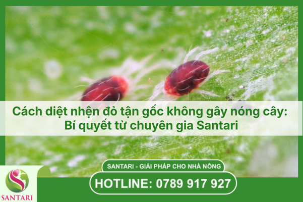 Cách diệt nhện đỏ tận gốc không gây nóng cây: Bí quyết từ chuyên gia Santari