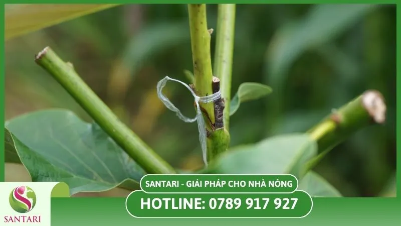 Ghép cây cà phê