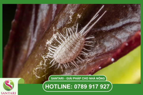 Bảo vệ cơi đọt và bộ lá non: Giữ vững "bộ máy quang hợp"