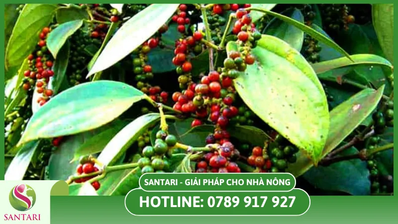 Ra hoa đồng loạt cây hồ tiêu