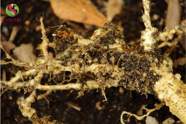 Công dụng của thuốc trừ sâu LASKA 30CS Hiệu KHẮC TRÙNG SINH