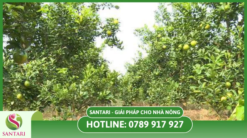 Thách thức người dân khi cây ăn trái vào mùa mưa