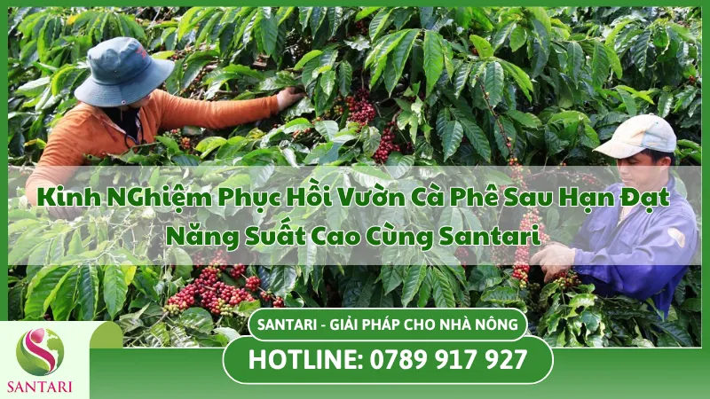 Kinh Nghiệm Phục Hồi Vườn Cà Phê Sau Hạn Hiệu Quả - Santari