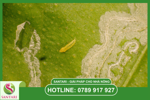 Câu hỏi thường gặp 