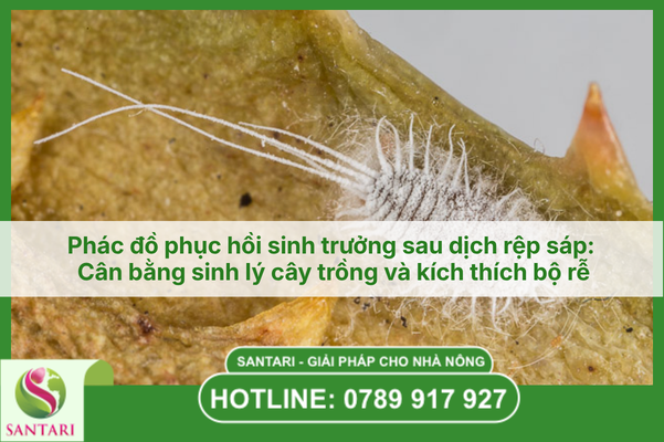 Phác đồ phục hồi sinh trưởng sau dịch rệp sáp: Cân bằng sinh lý cây trồng và kích thích bộ rễ