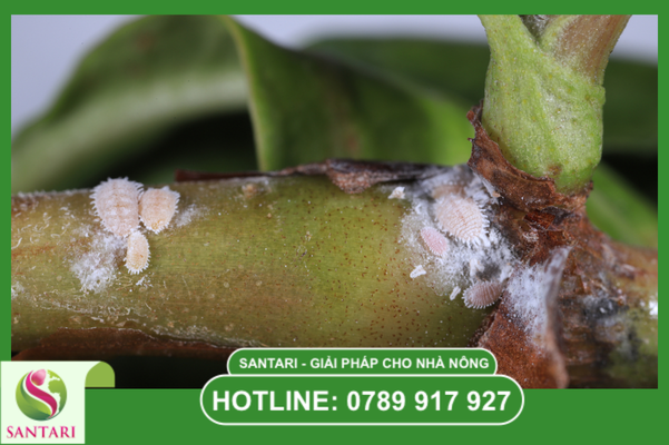 Đặc điểm hình thái học: Lớp "giáp sinh học" bảo vệ