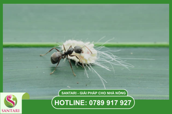 Cơ chế kiến bảo vệ rệp sáp trước các loài thiên địch