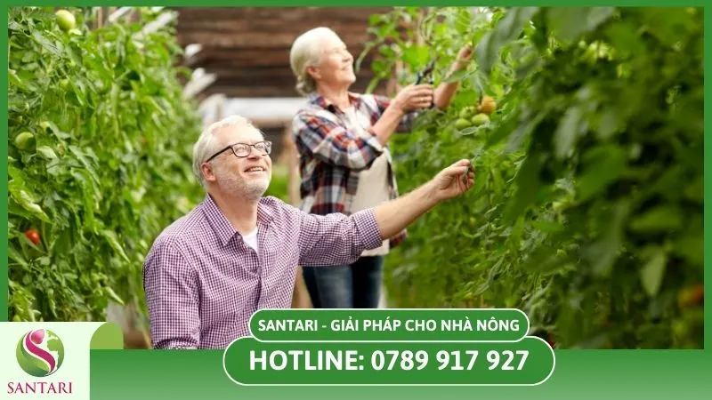 Chăm sóc cây cà chua