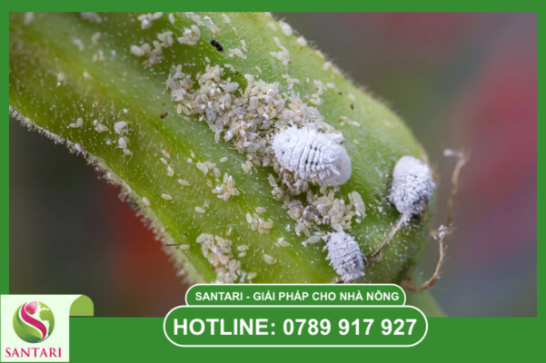 Khái niệm về rệp sáp Pseudococcidae trên cây sầu riêng