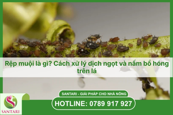 Rệp muội là gì? Cách xử lý dịch ngọt và nấm bồ hóng trên lá
