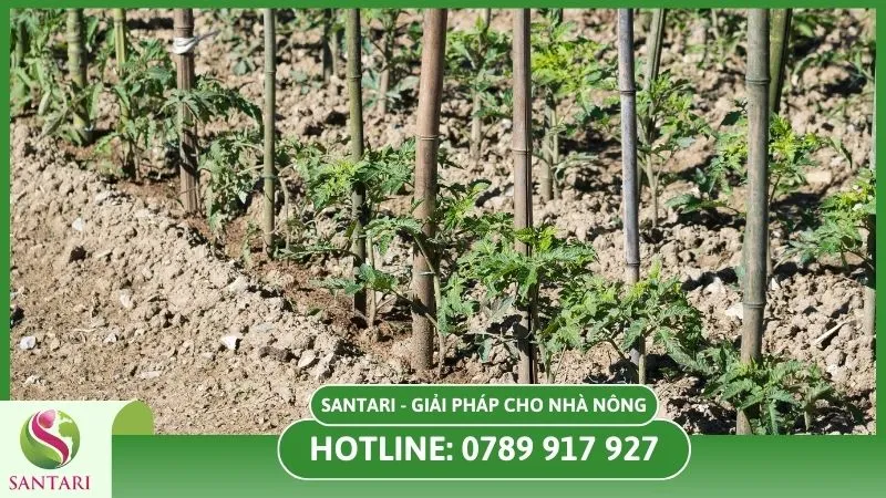Chuẩn bị đất trước khi trồng cà chua