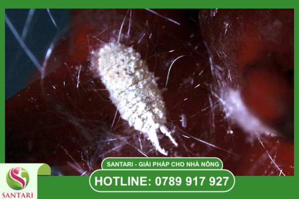 Hiểu về "kẻ giấu mặt" dưới gốc: Rệp sáp hại tiêu