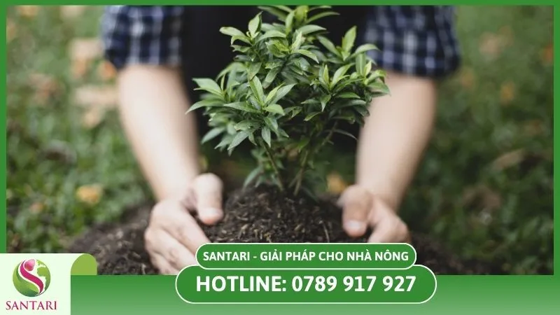 Kỹ thuật trồng cây chanh