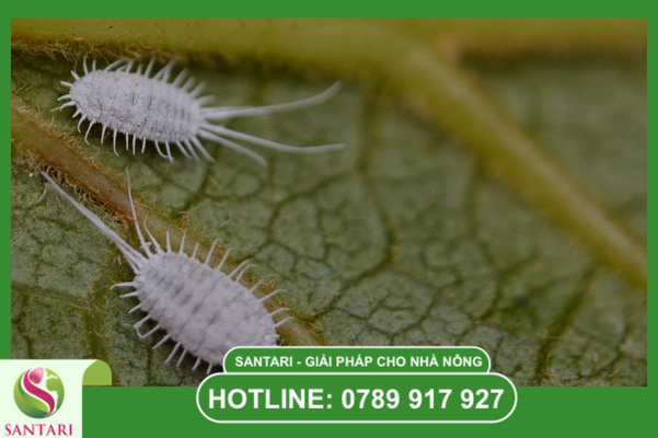 Câu hỏi thường gặp (FAQ)