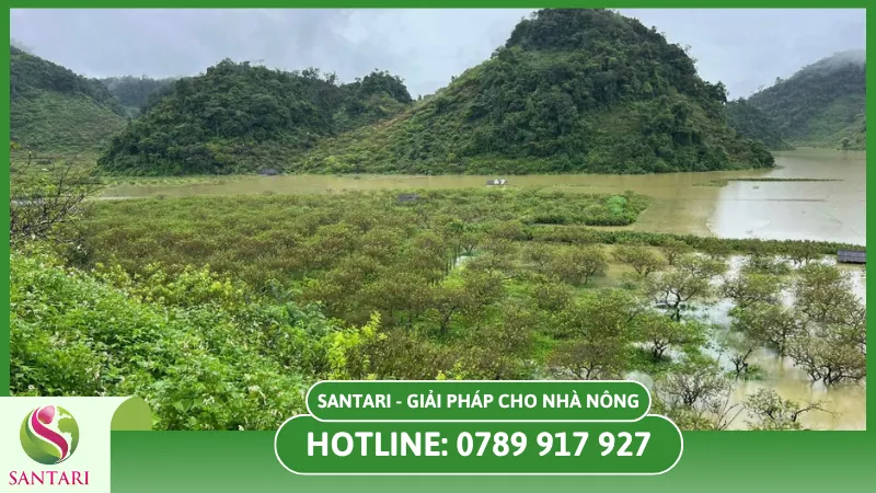 Khắc phục sớm ngập úng giúp cây trồng khỏe mạnh lại