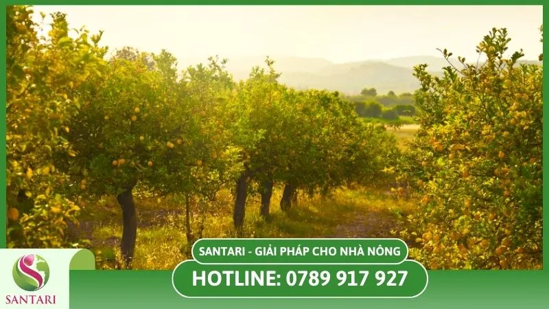 Chuẩn bị đất trồng cây chanh